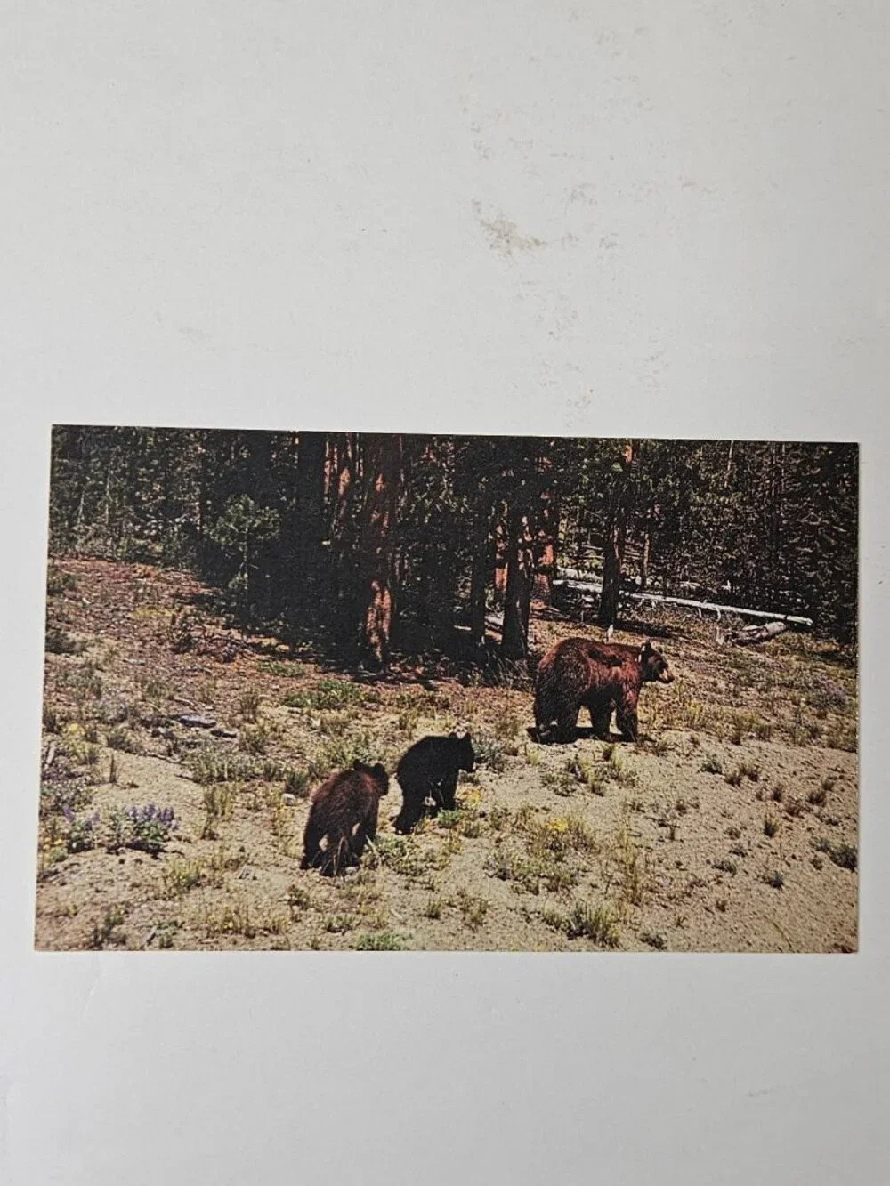 Mother Bear & Cubs Grand Tetons Wyoming Postcard